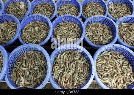 Eine Crevetten Zucht in der Landschaft des Khao Sam Roi Yot Nationalpark am Golf von Thailand im Suedwesten von Thailand in Suedostasien. Stock Photo