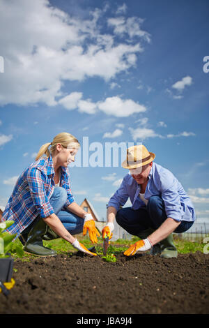 Image of couple of farmers seedling sprouts in the garden Stock Photo