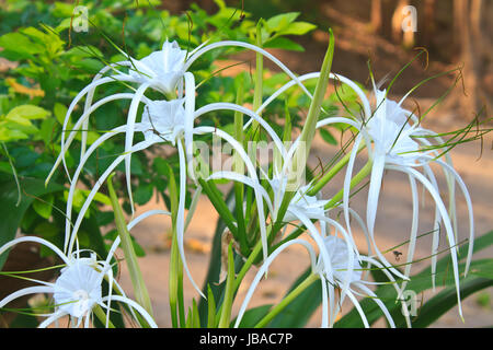 White spider lily flower, Hymenocallis Caribaea in garden Stock Photo