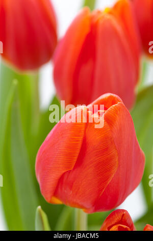 Schöne frische rote Tulpen als Blumenstrauß zu ostern und Valentinstag isoliert