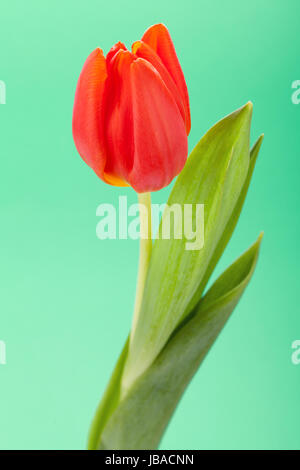 Schöne frische rote Tulpen als Blumenstrauß zu ostern und Valentinstag isoliert