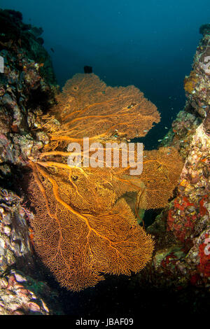 Healthy orange gorgonian sea fans hanging between walls in the deep blue water in Myanmar Stock Photo