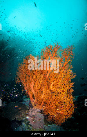 Healthy orange gorgonian sea fan standing tall surrounded by a schooling small fish the deep blue water in Myanmar Stock Photo