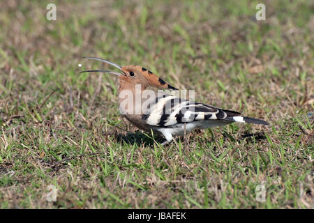 Common hoepoe bird (Upupa epops) eating Stock Photo