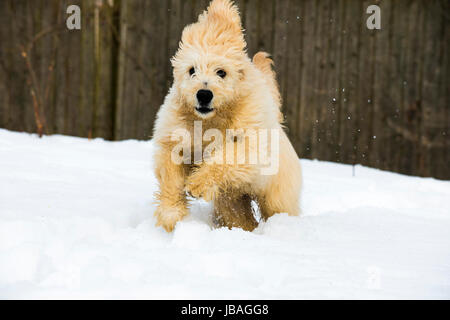 Cute young labradoodle puppy playing in the snow Stock Photo