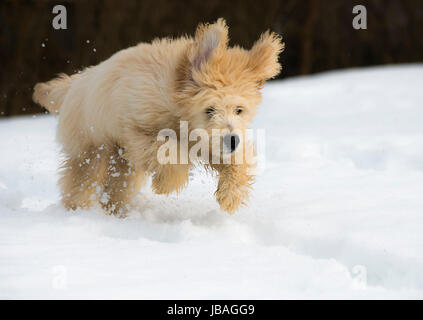 Cute young labradoodle puppy playing in the snow Stock Photo