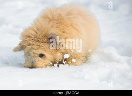 Cute young labradoodle puppy playing in the snow Stock Photo