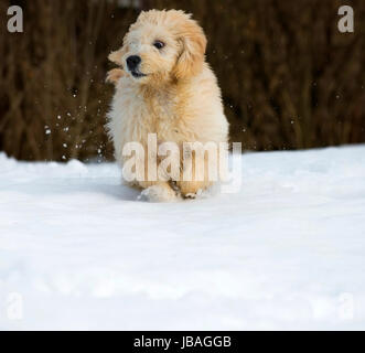 Cute young labradoodle puppy playing in the snow Stock Photo