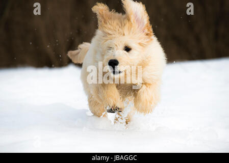 Cute young labradoodle puppy playing in the snow Stock Photo