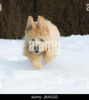 Cute young labradoodle puppy playing in the snow Stock Photo