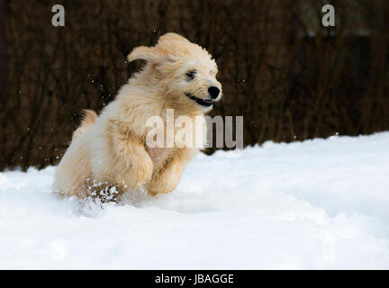 Cute young labradoodle puppy playing in the snow Stock Photo