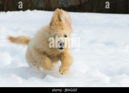 Cute young labradoodle puppy playing in the snow Stock Photo