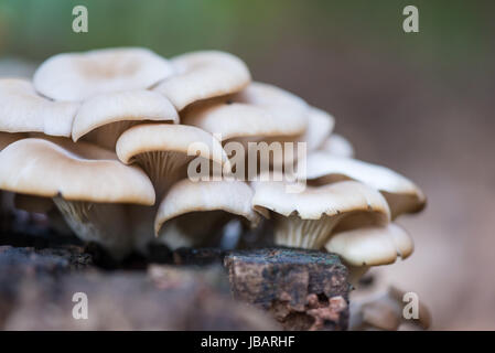 A cluster of cream, beige, and off-white, Oyster Mushrooms ( Pleurotus ostreatus) growing on a decaying Poplar tree stump. Stock Photo