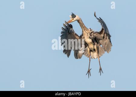 Grey heron Stock Photo