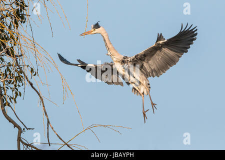 Grey heron Stock Photo
