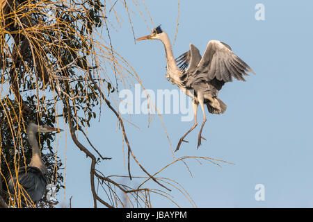 Grey heron Stock Photo