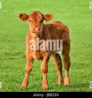 Neugieriges braunes Kälbchen auf frischer Wiese bei Sonnenschein Stock Photo