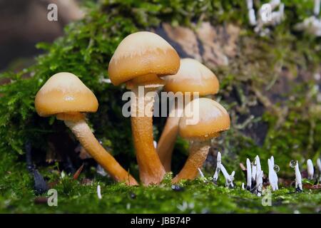 gemeines stockschwämmchen gemeines stockschwämmchen Stock Photo