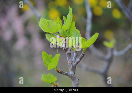 young feedback - spain Stock Photo