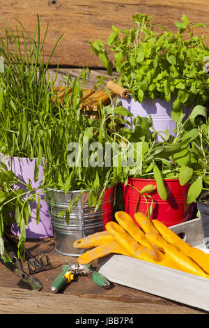 Frische Küchenkräuter in Töpfen stehen im Garten Stock Photo