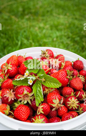 Freshly picked strawberries in bucket outside on green grass with copy space Stock Photo