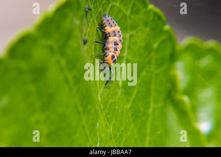 Ladybug larva walking on a leaf Stock Photo