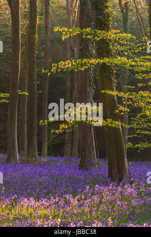 Bluebell at Angmering woods Stock Photo
