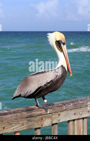 Close up of a large brown gray black white yellow red orange adult pelican seen from the side standing on a pier railing in front of green blue waters of the Atlantic ocean in Pompano Beach, Florida. Stock Photo