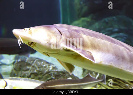 In a large aquarium with sea water floats a large marine fish sturgeon. Aquarium, Sochi, Russia. Stock Photo