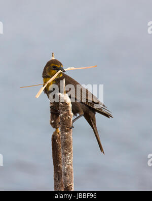 Yellow-headed blackbird female perched on cattail flower (Typha latifolia), carrying dried cattail leaf in her beak in spring for nesting Stock Photo