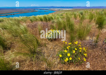 Wildflowers on the bluffs above the Columbia River on a windy day in Hanford Reach National Monument, Columbia River Basin, Washington State, USA Stock Photo