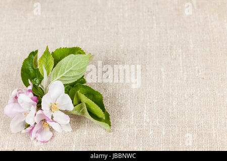 Woven linen background with spring apple blossom Stock Photo