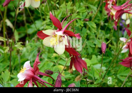 Aquilegia Red hobbit Columbine flowers growing in a country garden Stock Photo