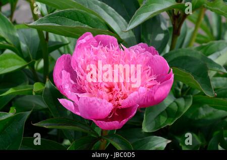 Paeonia lactiflora keways majetic majestic pink scented peony flower Stock Photo