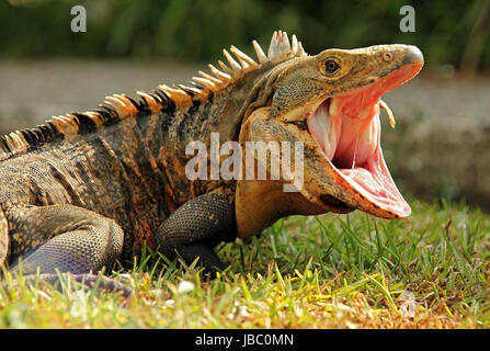 Close-up of a Black Ctenosaur (aka Black Spiny-tailed Iguana, Black Iguana, Common Spiny-tailed Iguana - Ctenosaura Similis) With Open Mouth, Dominical, Costa Rica Stock Photo