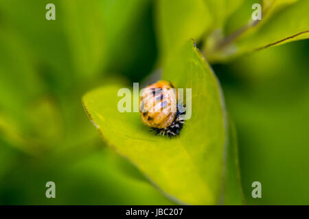 Ladybug larva on a plant Stock Photo