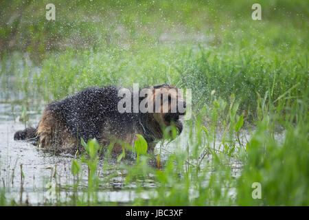 German shepherd dog shaking off water in lake Stock Photo