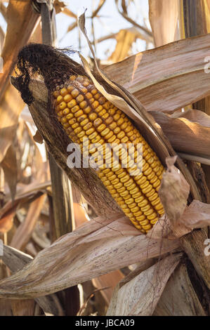 Ripe corn cob in cultivated agricultural corn field ready for harvest picking. Stock Photo