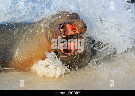 Pair of Galapagos Sea Lions play fighting Stock Photo