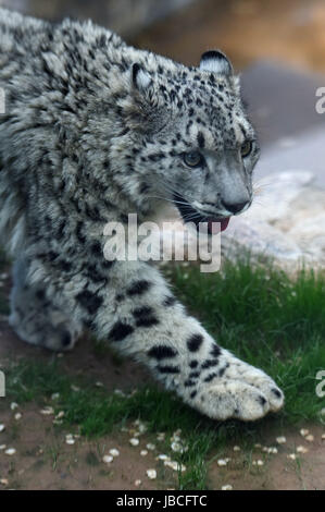Xining, China's Qinghai Province. 10th June, 2017. A snow leopard cub walks in the wildlife zoo in Xining, capital of northwest China's Qinghai Province, June 10, 2017. The female cub, the only snow leopard alive by artificial breeding in China, turned one year old on Saturday. Credit: Zhang Hongxiang/Xinhua/Alamy Live News Stock Photo