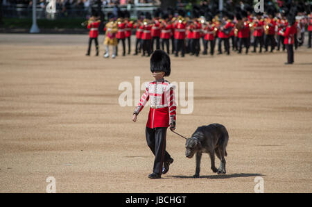 Horse Guards Parade, London, UK. 10th June 2017. His Royal Highness The Duke of Cambridge takes the salute from The Irish Guards for the first time on Horse Guards Parade. Prince William, in his role as Colonel of the Regiment, rides onto the iconic parade square as more than one thousand Household Division soldiers perform their ceremonial duty. The Irish Guards, led out by their famous wolfhound mascot Dohmnall (pictured), troop their colour in front of 6,000 spectators. Credit: Malcolm Park / Alamy Live News. Stock Photo
