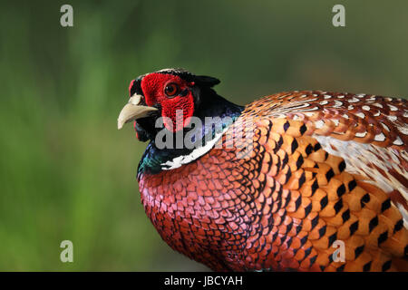 Common Pheasant (Phasianus colchicus) closeup Stock Photo