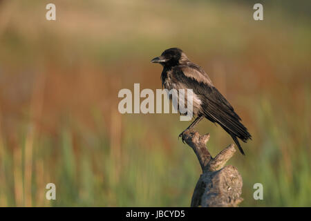 Hooded crow (Corvus coring), Danube river delta, Romania, May 2017 Stock Photo
