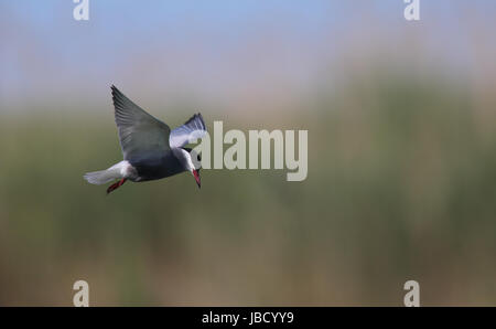 Whiskered tern (Chlidonias hybrida) in the Danube River Delta in Romania Stock Photo