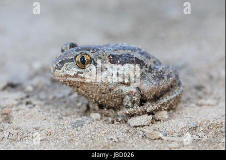 Common spadefoot toad (Pelobates fuscus) photographed at the Danube river delta in Romania, Europe. Stock Photo