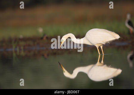 Great White Egret (Ardea alba) fouraging an early morning. The mirror-like calm water reflecting the bird. Stock Photo