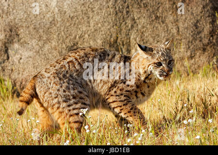 Bobcat (Lynx rufus) walking in a grass Stock Photo