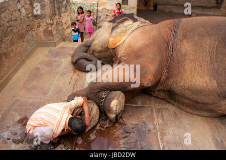 Local caretaker cleaning elephant's foot at small elephant quarters in Jaipur, Rajasthan, India. Elephants are used for rides and other tourist activi Stock Photo