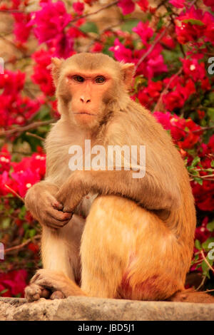 Stone flower in Sacred Monkey Forest, Ubud, Bali, Indonesia Stock Photo ...