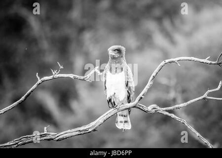 Black-chested snake eagle sitting on a branch in black and white in the Pilanesberg National Park, South Africa. Stock Photo